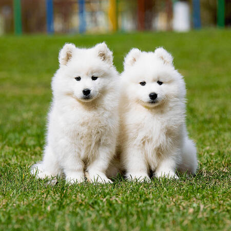 dogs!!