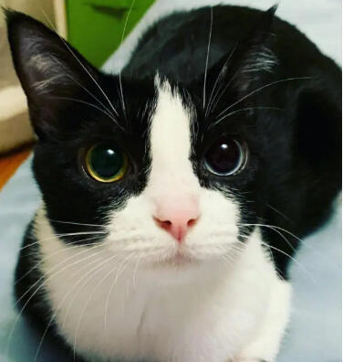 cats!!