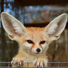 fennecs!!